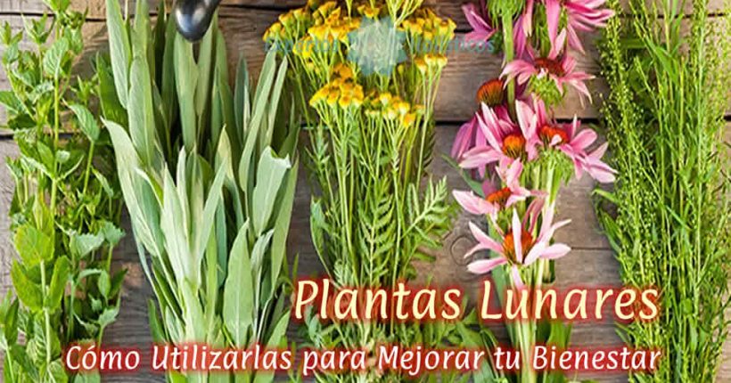 Plantas Lunares: Cómo Utilizarlas para Mejorar tu Bienestar