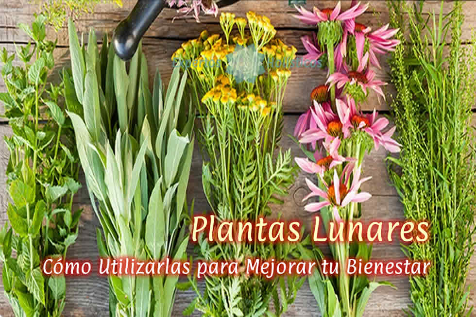 Plantas Lunares: Cómo Utilizarlas para Mejorar tu Bienestar